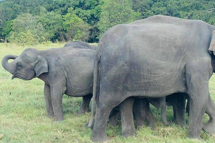 Ultimate Elephant Safari Experience With Gisban Tours