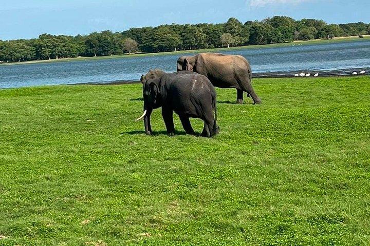 Ultimate Elephant Safari Experience With Gisban Tours
