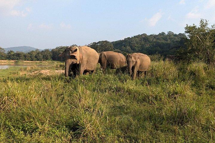 Ultimate Elephant Safari Experience With Gisban Tours