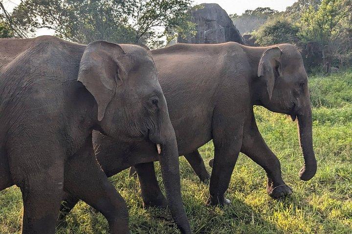 Ultimate Elephant Safari Experience With Gisban Tours