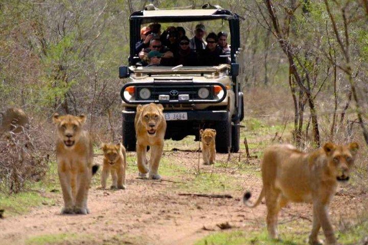 Desde Johannesburgo Parque Nacional Safari Pilanesberg de 3 días