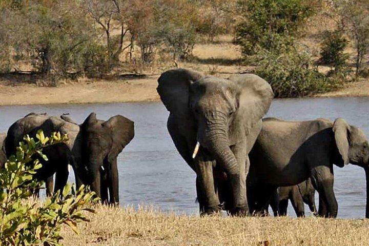 Desde Johannesburgo Parque Nacional Safari Pilanesberg de 3 días
