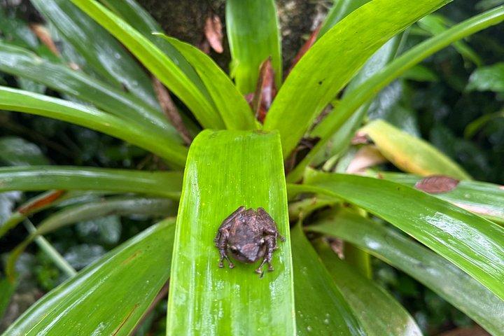 Visit El Yunque National Forest