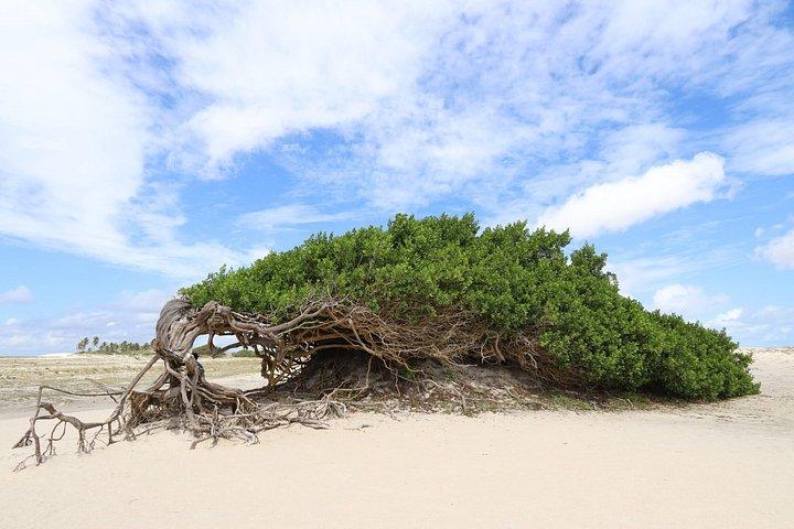 Walk to Jericoacoara Beach