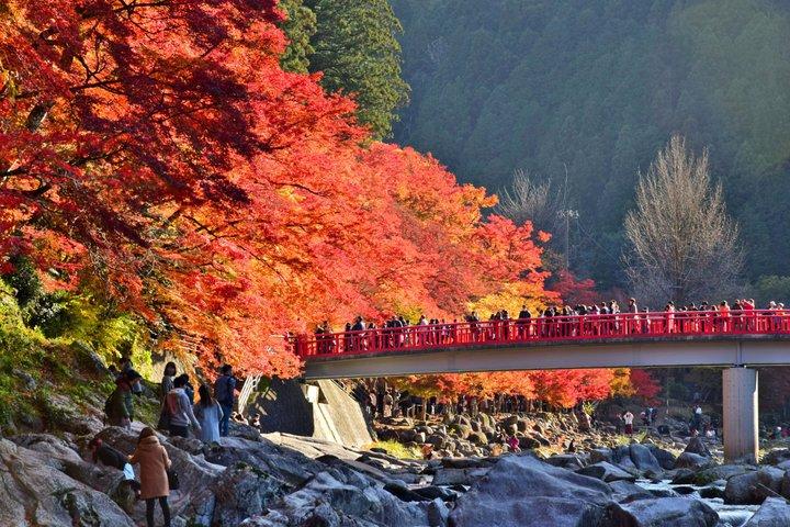 名古屋秋の風物詩 馬込四季桜と香嵐渓