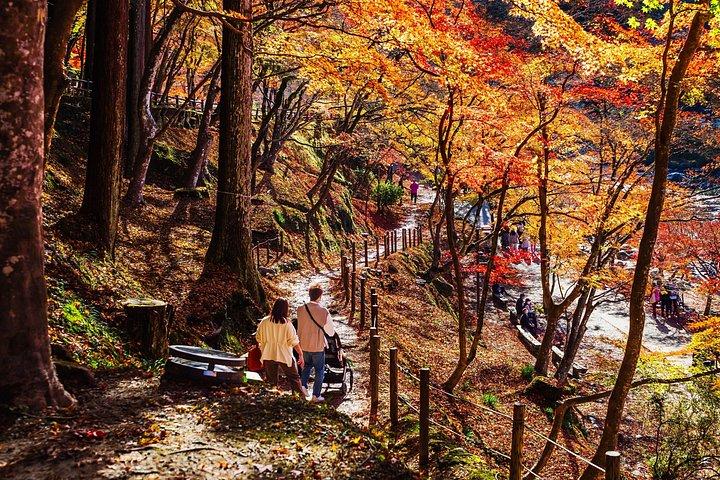 名古屋秋の風物詩 馬込四季桜と香嵐渓