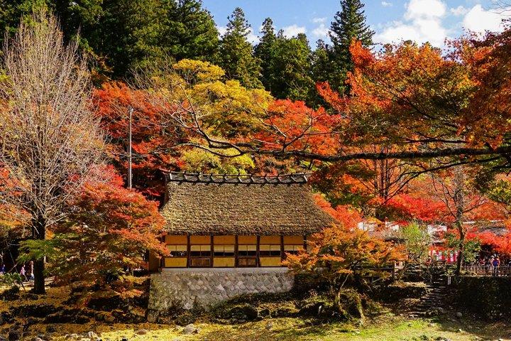 名古屋秋の風物詩 馬込四季桜と香嵐渓