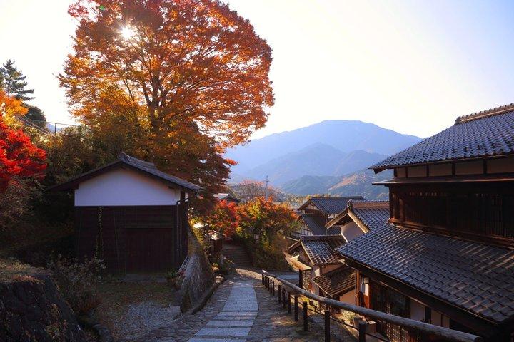 名古屋秋の風物詩 馬込四季桜と香嵐渓