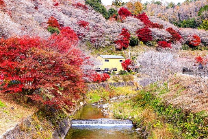 名古屋秋の風物詩 馬込四季桜と香嵐渓