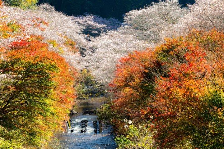 名古屋秋の風物詩 馬込四季桜と香嵐渓