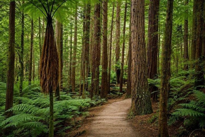 Rotorua Highlights Tour