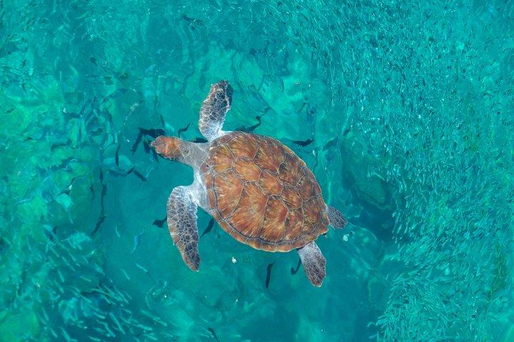 バリ島シュノーケリングブルーラグーン水中カメラ付き