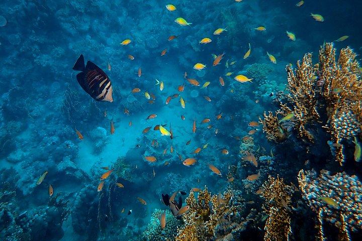 バリ島シュノーケリングブルーラグーン水中カメラ付き