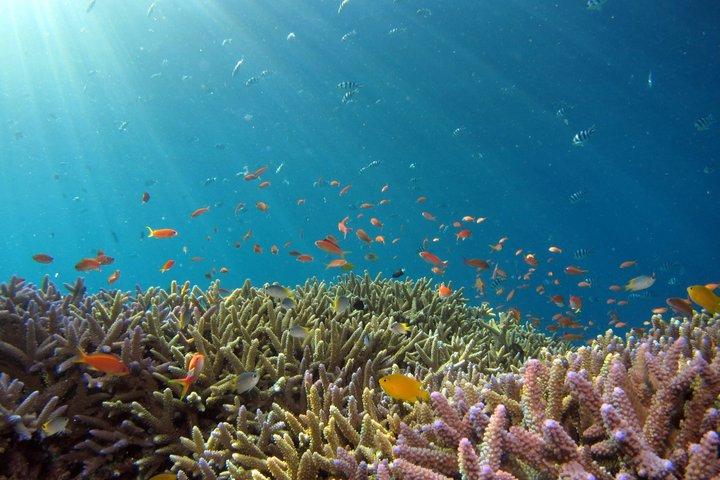 バリ島シュノーケリングブルーラグーン水中カメラ付き