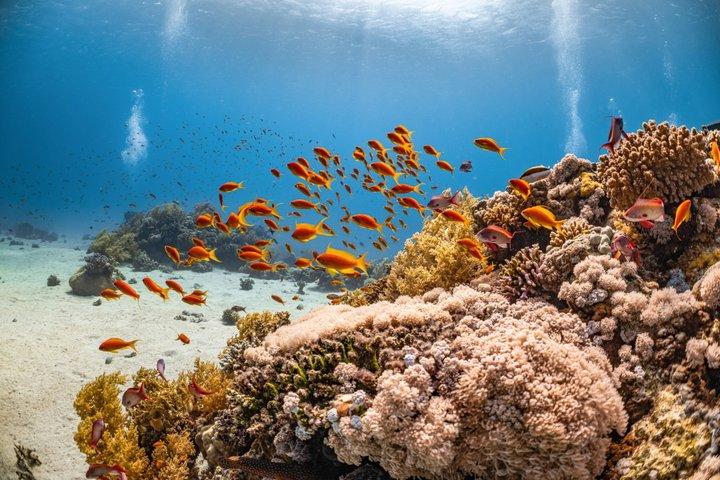 バリ島シュノーケリングブルーラグーン水中カメラ付き
