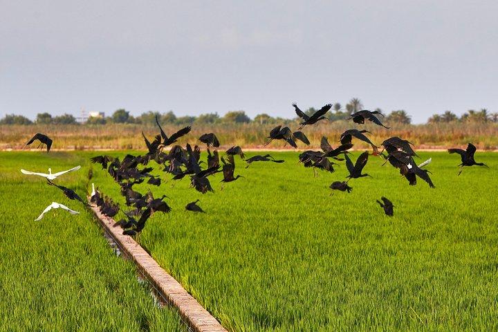 Albufera naturpark tur fra Valencia: Bådtur og lokal Vejleder