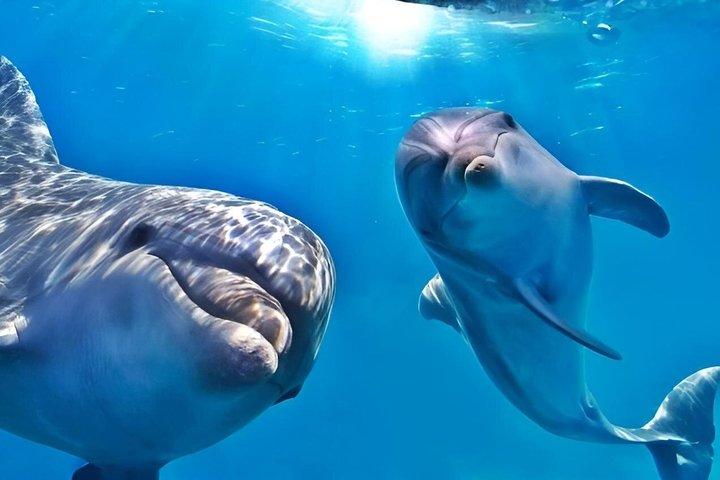 Hurghada Dolphin House Snorkeling & Swimming with Dolphins Cruise