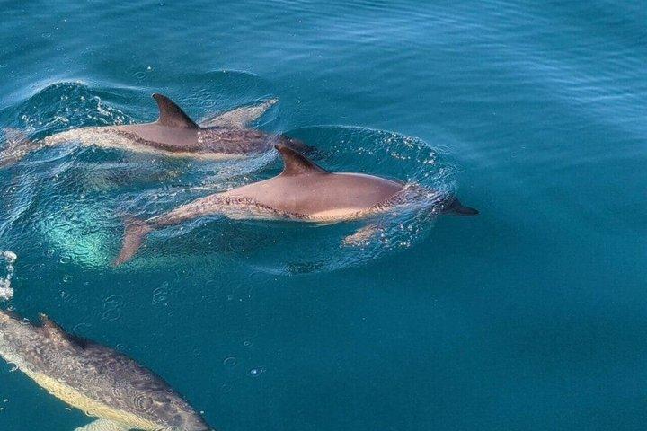 Baignade de dauphins avec Crystal Rock et déjeuner barbecue à Maurice