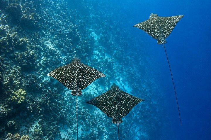 シャルム・エル・ナガ プライベートシュノーケリング、ビーチデイ＆ランチ（ハルガダ発）