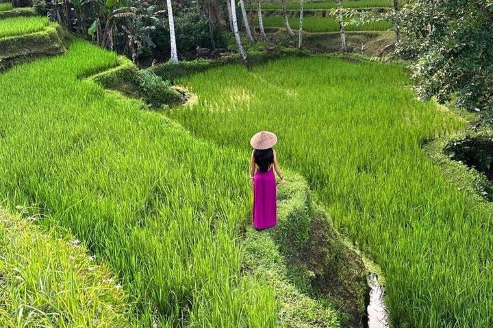 Ubud Highlight Tour Affenwald, Wasserfall, Tempel & Tegalalang