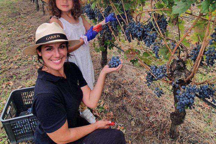 Visit Garzon Winery and Jose Ignacio. Private Driver.