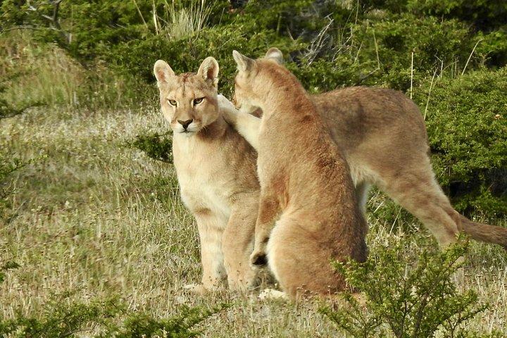 Private Puma Tracking Experience in Torres del Paine