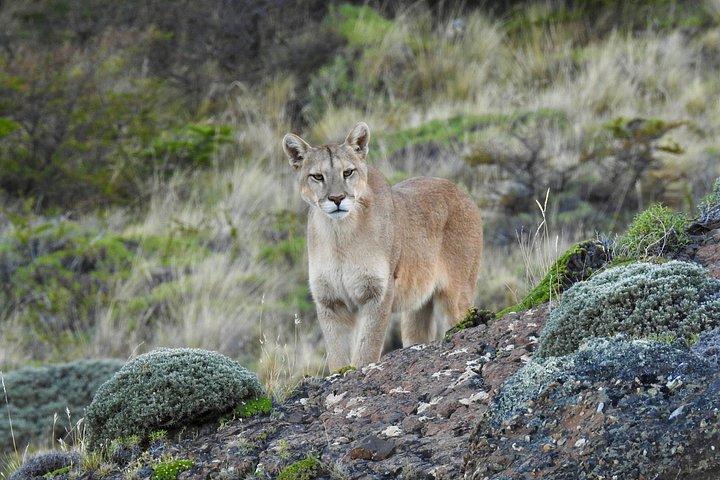 Private Puma Tracking Experience in Torres del Paine