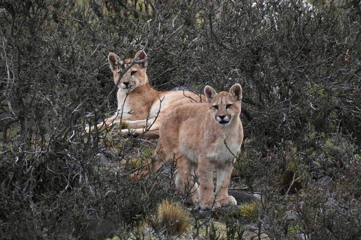 Private Puma Tracking Experience in Torres del Paine