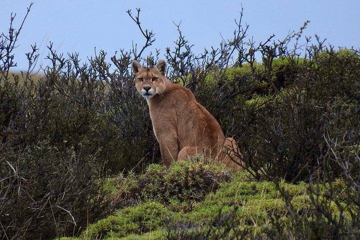 Private Puma Tracking Experience in Torres del Paine