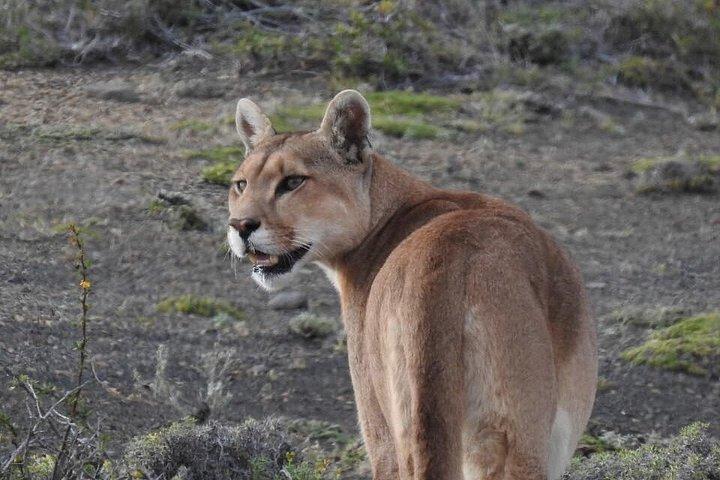 Private Puma Tracking Experience in Torres del Paine