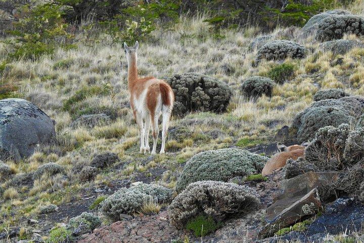 Private Puma Tracking Experience in Torres del Paine
