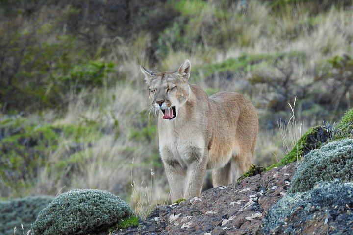 Private Puma Tracking Experience in Torres del Paine