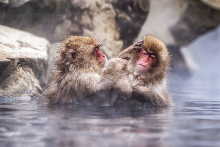 Nagano Snow Monkey Park privat tur från Tokyo