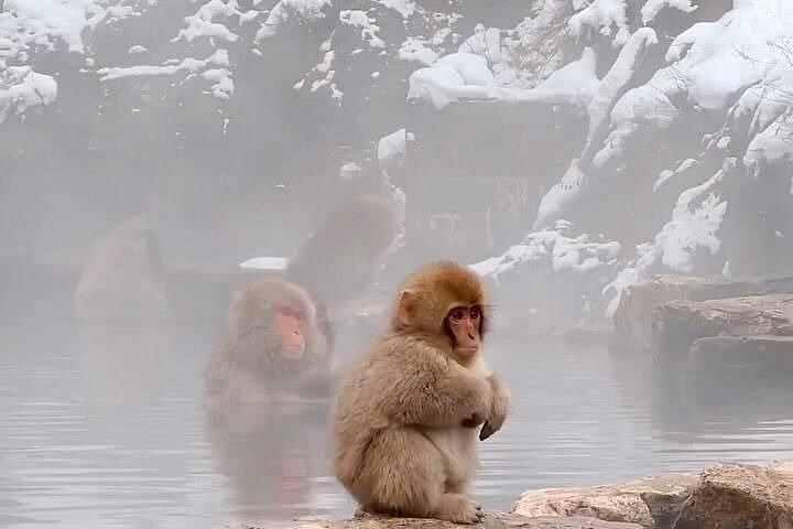Nagano Snow Monkey Park Private Tour from Tokyo