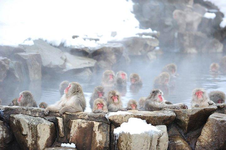Nagano Snow Monkey Park privat tur från Tokyo