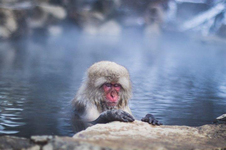 Nagano Snow Monkey Park privat tur från Tokyo