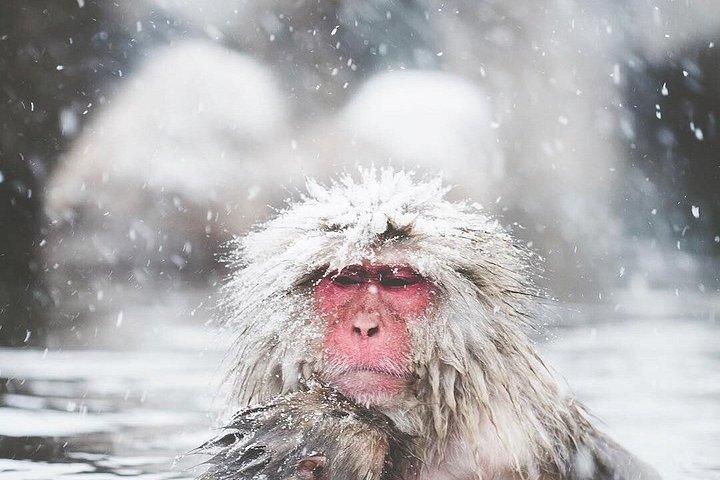Nagano Snow Monkey Park Private Tour from Tokyo