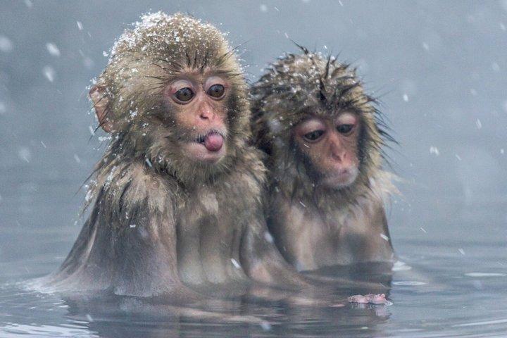 Nagano Snow Monkey Park privat tur från Tokyo