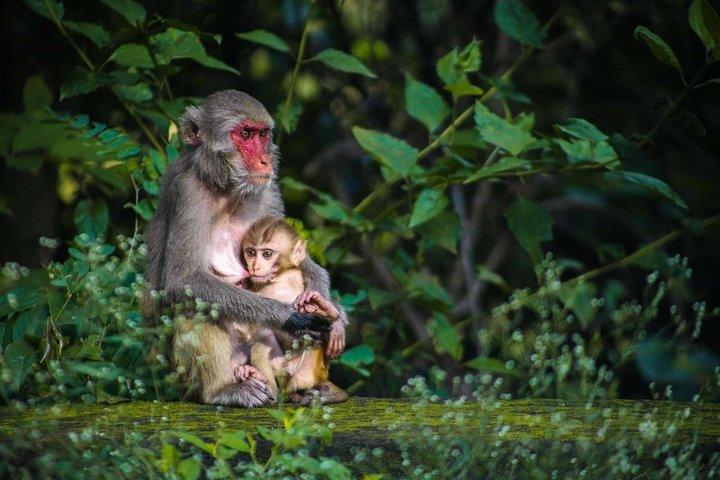 Nagano Snow Monkey Park privat tur från Tokyo