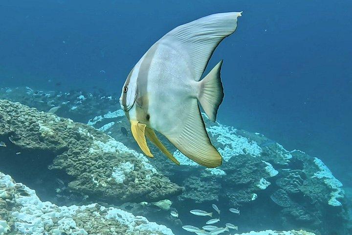 Shark Snorkeling in Phi Phi Islands Join Trip Longtail Boat