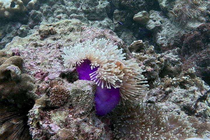 Shark Snorkeling in Phi Phi Islands Join Trip Longtail Boat
