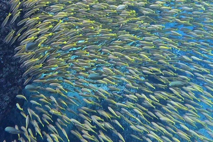 Shark Snorkeling in Phi Phi Islands Join Trip Longtail Boat