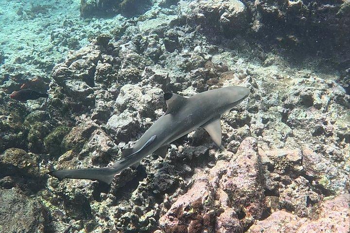 Shark Snorkeling in Phi Phi Islands Join Trip Longtail Boat