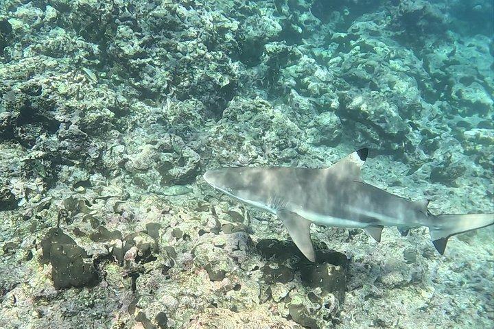 Shark Snorkeling in Phi Phi Islands Join Trip Longtail Boat