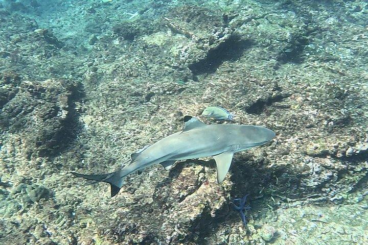 Shark Snorkeling in Phi Phi Islands Join Trip Longtail Boat