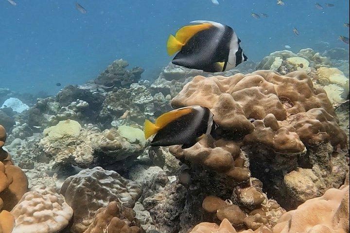 Shark Snorkeling in Phi Phi Islands Join Trip Longtail Boat