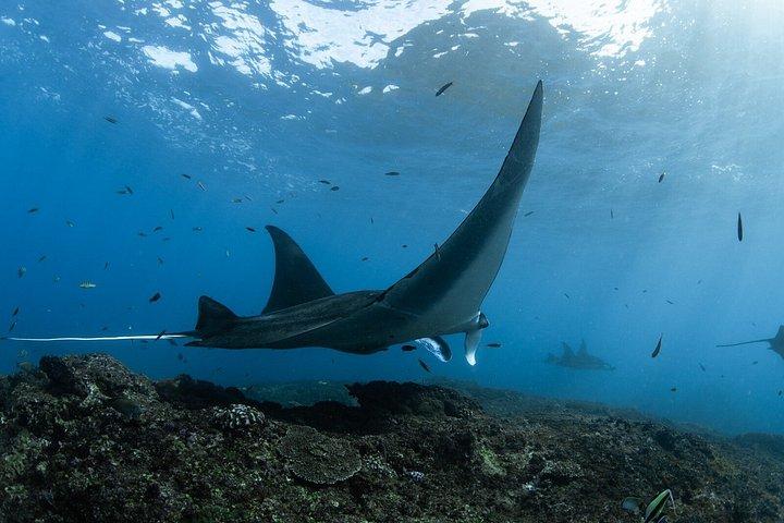 バリ島からヌサペニダ島へのファーストクラス日帰りツアー：マンタ、ヨット