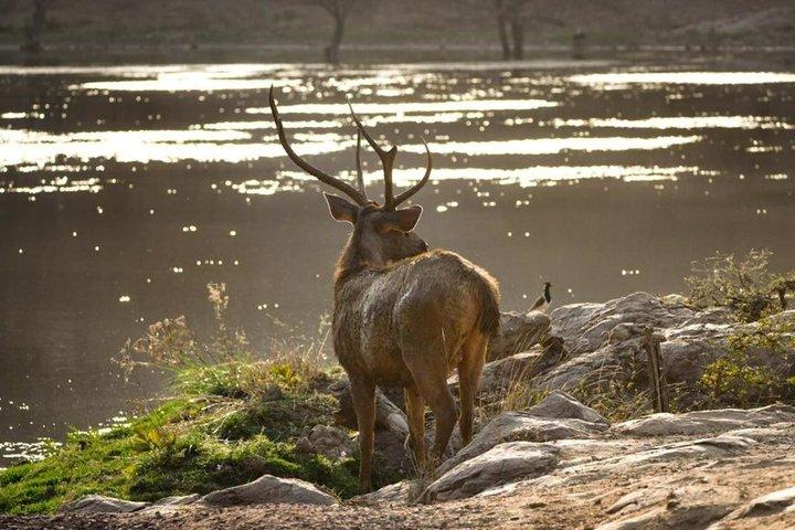 Private Tagestour zur Ranthambore Tiger Safari von Jaipur