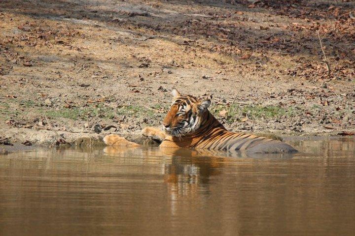 Private Tagestour zur Ranthambore Tiger Safari von Jaipur