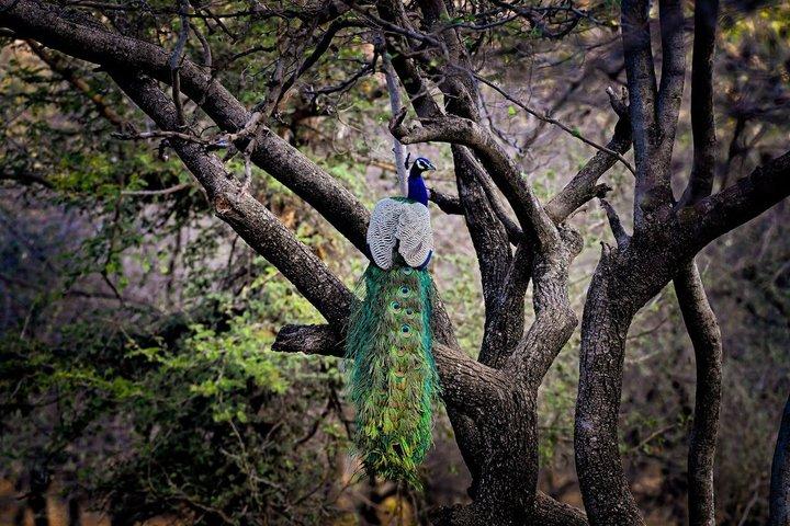 Private Tagestour zur Ranthambore Tiger Safari von Jaipur